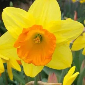 Fortune Daffodil (Narcissus Fortune) Hero